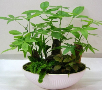 小發(fā)財樹盆栽