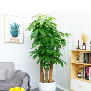 三枝發(fā)財(cái)樹